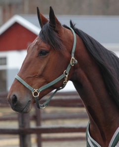 Ugly Duckling 170425-2